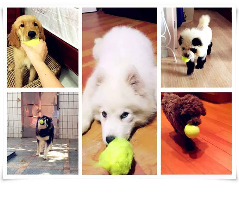 Self-Hi Relieving Stuffy Border Collie Golden Retriever Corgi Rubber Dog