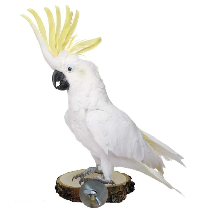 Apple Wooden Parrot Bird Perch Stand Platform Round Pet Squirrel Bird Hanging Toy Juguetes Para Pajaros Pets Items Accessories