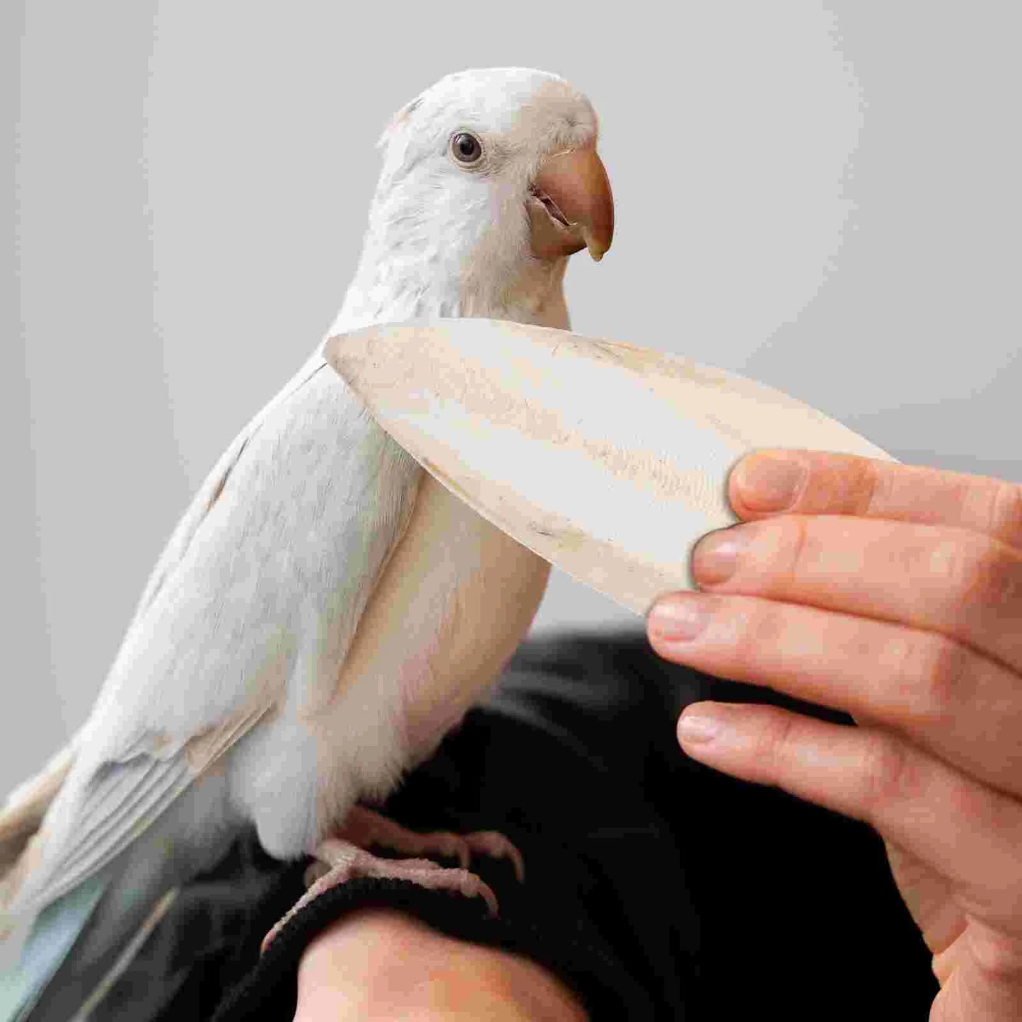 6 Pcs Bird Chewing Cuttlefish Bone Gnawing Cuttlebone Bird Cage Accessories Natural Cuttlebone for Birds