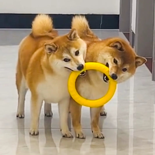 Ring Rally Ball Shiba Inu Border Collie Corgi Training Dog