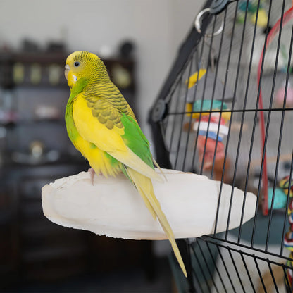 6 Pcs Bird Chewing Cuttlefish Bone Gnawing Cuttlebone Bird Cage Accessories Natural Cuttlebone for Birds