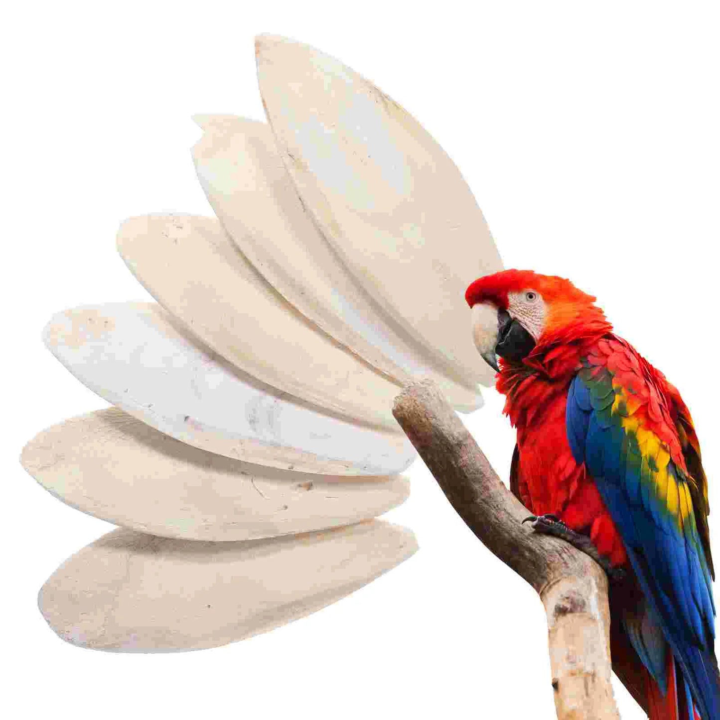 6 Pcs Bird Chewing Cuttlefish Bone Gnawing Cuttlebone Bird Cage Accessories Natural Cuttlebone for Birds