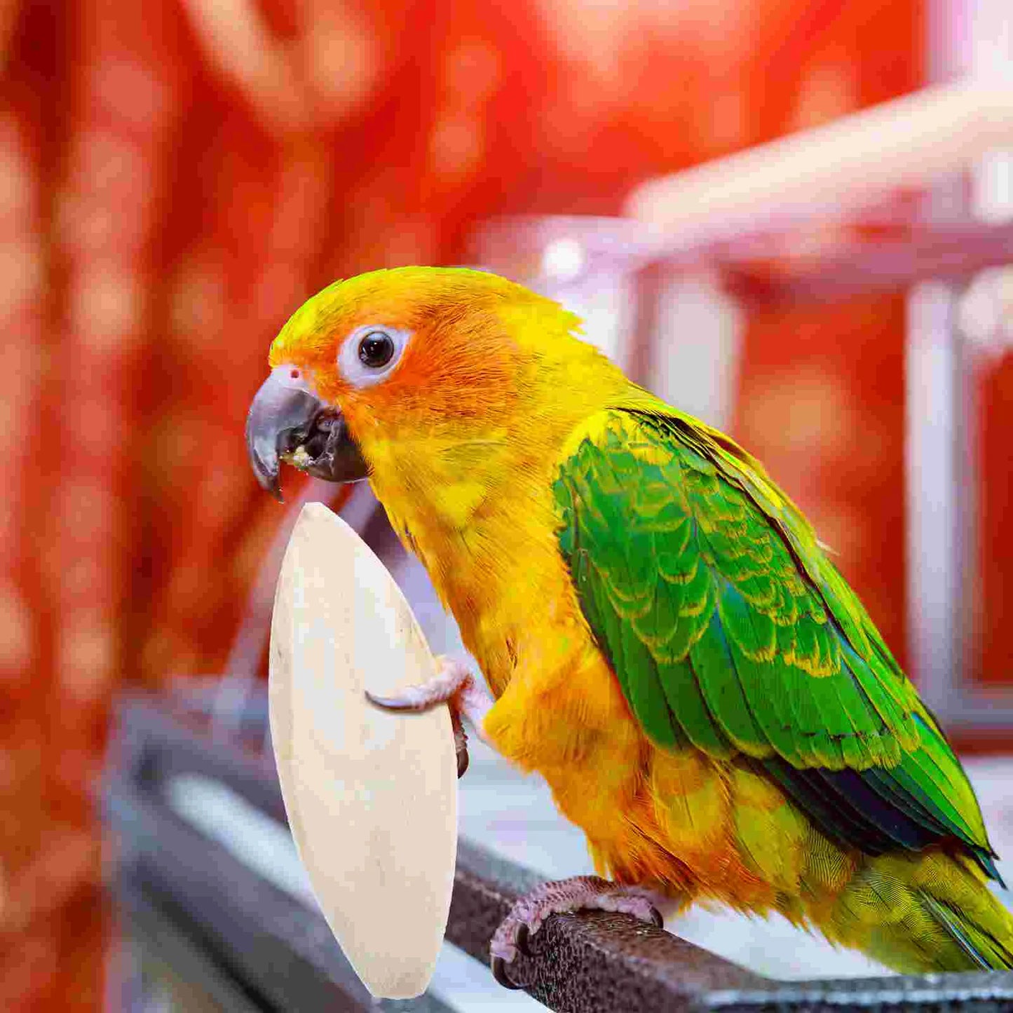 6 Pcs Bird Chewing Cuttlefish Bone Gnawing Cuttlebone Bird Cage Accessories Natural Cuttlebone for Birds