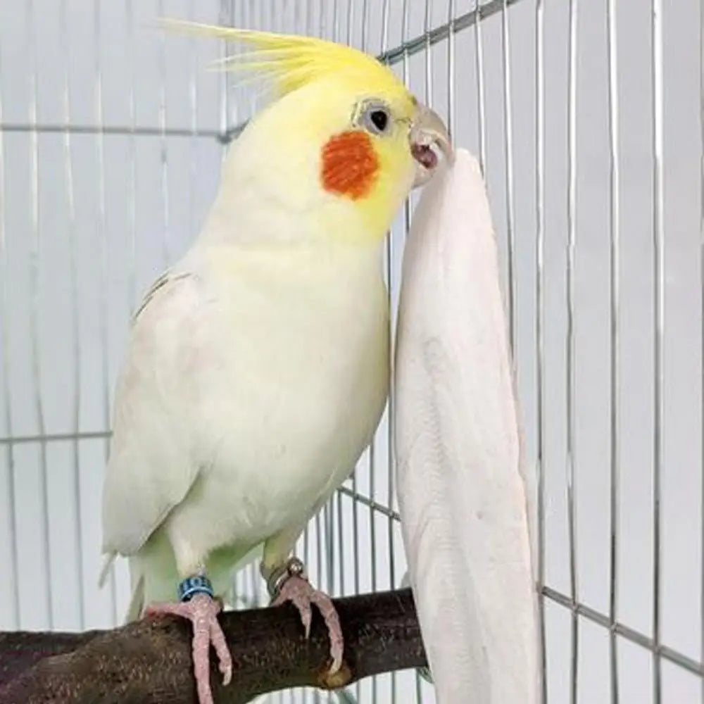 Bird Cuttlebone Parakeet 10pcs Cuttlefish Bone Chew Toy For Parakeets And Other Birds Natural Cuddlefish Bones Bird Bites