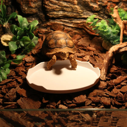 Reptile Food Bowl, Water Bowl, Eggshell Shape for Turtles, Lizards, Geckos, Bearded Dragons and Other Amphibians